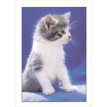 Minikortti - kissanpentu tuotekuva1